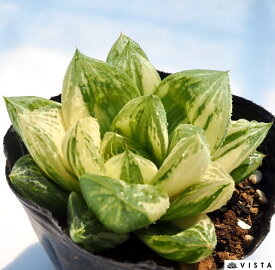 宝草錦（タカラクサニシキ）【ジュエルプランツ】ハオルチア属　多肉植物　9cmポット観葉植物 雑貨 おすすめ インテリア 暮らし ハオルシア haworthia サボテン 植物