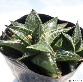 テッセラータ　ハオルチア属　【ジュエルプランツ】多肉植物　9cmポット観葉植物 雑貨 おすすめ インテリア 暮らし ハオルシア haworthia サボテン 植物