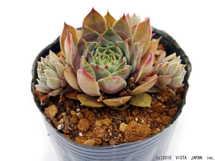 楽天市場 ゾランゲ センペルビウム属 多肉植物 9cmポット観葉植物 雑貨 おすすめ インテリア 暮らし 160 地植え 鉢植え 子株 寒さ 紅葉 多肉植物専門店 ビスタ