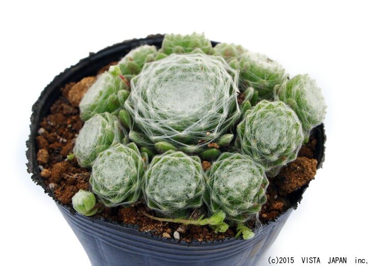 楽天市場 巻絹イワレンゲ マキギヌイワレンゲ センペルビウム属 多肉植物 9cmポット観葉植物 雑貨 おすすめ インテリア 暮らし 160 地植え 鉢植え 子株 寒さ 紅葉 多肉植物専門店 ビスタ