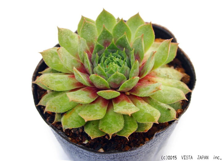 楽天市場】マリーン センペルビウム属 多肉植物 9cmポット観葉植物 