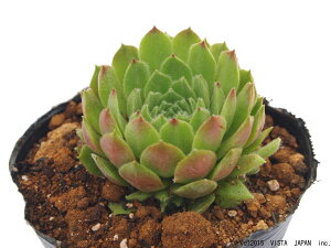 zbgybp[~g@ZyrE@A@9cm|bgϗtA G  CeA 炵nA A q  gt