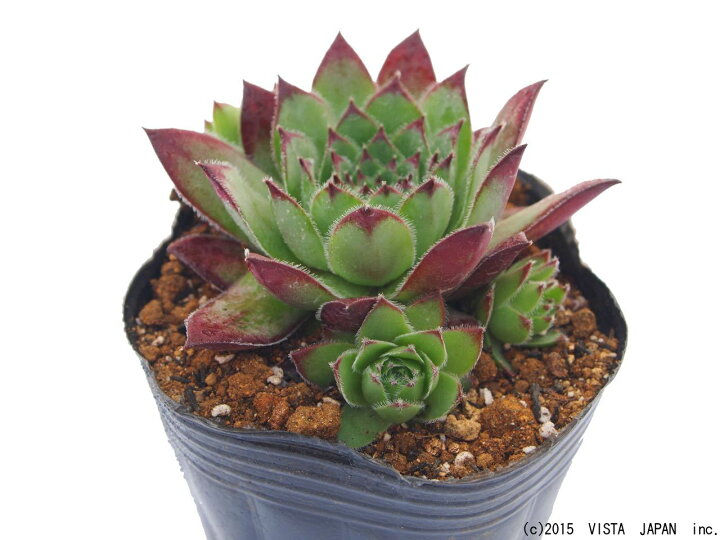 楽天市場 紅蓮華 ベニレンゲ センペルビウム属 多肉植物 9cmポット観葉植物 雑貨 おすすめ インテリア 暮らし 160 地植え 鉢植え 子株 寒さ 紅葉 多肉植物専門店 ビスタ