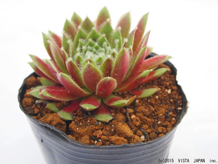 楽天市場 インジ センペルビウム属 多肉植物 9cmポット観葉植物 雑貨 おすすめ インテリア 暮らし 160 地植え 鉢植え 子株 寒さ 紅葉 多肉植物専門店 ビスタ