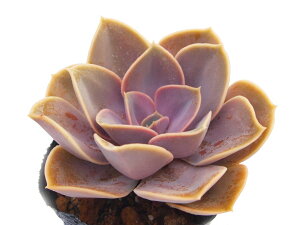 p[zkxO GPxA@A@9cm|bgϗtA G  CeA 炵  A ĕ T{e 