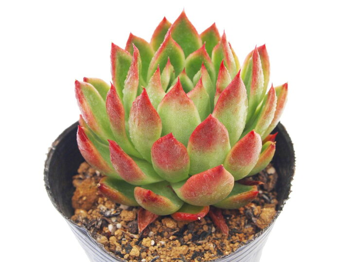楽天市場 相府連 ソウフレン エケベリア属 多肉植物 9cmポット観葉植物 雑貨 おすすめ インテリア 暮らし 室内 植物 育て方 サボテン 多肉 多肉植物専門店 ビスタ