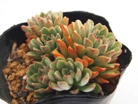 楽天市場 サボテン 青色の通販