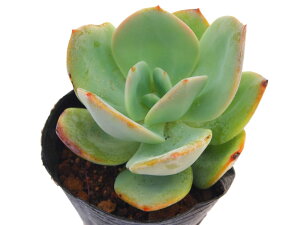 PinNzEjGPxA@A@9cm|bgϗtA G  CeA 炵  A ĕ T{e 