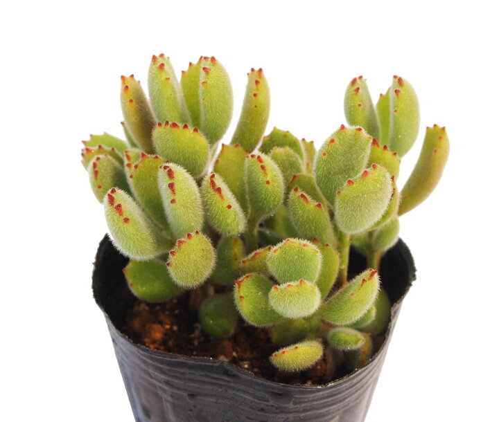 楽天市場 熊童子 コチレドン属 多肉植物 9cmポット観葉植物 雑貨 おすすめ インテリア 暮らし 多肉植物 葉 花 紅葉 夏 多肉植物専門店 ビスタ 楽天市場 熊童子 コチレドン属 多肉植物 9cmポット観葉植物 雑貨 おすすめ インテリア 暮らし 多肉植物 葉 花 紅葉 夏 多肉植物専門店 ビスタ