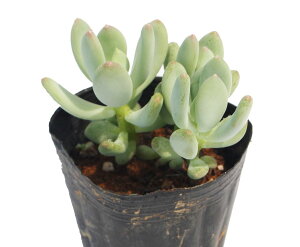 lirWjpLtBc@A@9cm|bgϗtA G  CeA 炵  A ĕ ؂߂  