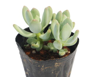 楽天市場 パキフィツム属 Pachyphytum 多肉植物専門店 ビスタ