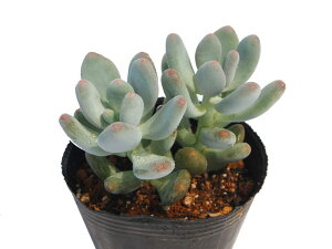 licLrWjpLtBc@A@9cm|bg ϗtA G  CeA 炵  A ĕ ؂߂  