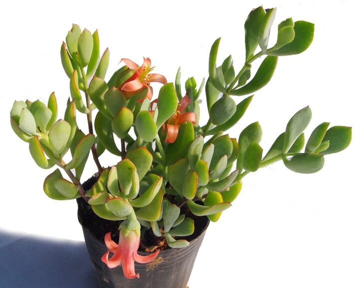 楽天市場 ティンカーベル コチドレン属 多肉植物 9cmポット 多肉植物専門店 ビスタ