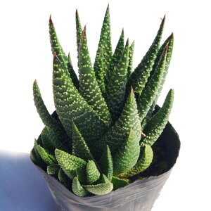 V̐i}emzVjKXgAG@A@9cm|bg