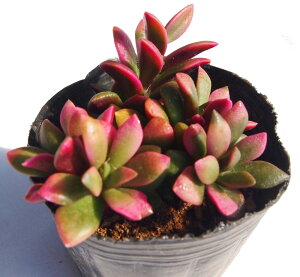 iTNtuLjAiJvZX@A@9cm|bg