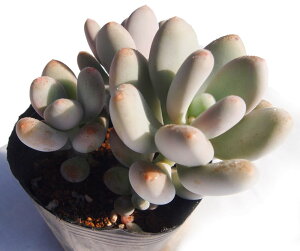 lizVrWjpLtBc@A@9cm|bgϗtA G  CeA 炵  A ĕ ؂߂  