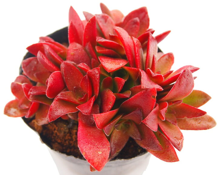 楽天市場 もみじ祭り モミジマツリ クラッスラ属 多肉植物 9cmポット観葉植物 雑貨 おすすめ インテリア 暮らし 植え付け 挿し木 実生 冬型 夏型 多肉植物専門店 ビスタ