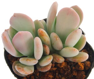 Vf@pLtBc@A@9cm|bgϗtA G  CeA 炵  A ĕ ؂߂  