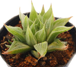 観葉植物 ハオルチア 錦の人気商品 通販 価格比較 価格 Com