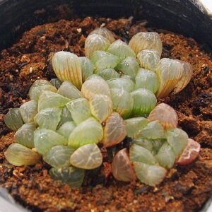 Iuc[TyWGvcznI`A@A@9cm|bg(1~3)ϗtA G  CeA 炵 nIVA haworthia T{e A