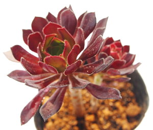 @t@AGIjE@A@9cm|bgϗtA G  CeA 炵 A |bg [bg N Aeonium