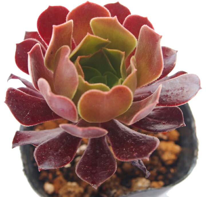 楽天市場 ベロア アエオニウム属 多肉植物 9cmポット観葉植物 雑貨 おすすめ インテリア 暮らし 多肉植物 ポット ロゼット 多年草 Aeonium 多肉植物専門店 ビスタ 楽天市場 ベロア アエオニウム属 多肉植物 9cmポット観葉植物 雑貨 おすすめ インテリア 暮らし 多肉植物 ポット ロゼット 多年草 Aeonium 多肉植物専門店 ビスタ