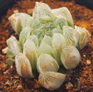 stFсyWGvcznI`A@A@9cm|bgϗtA G  CeA 炵 nIVA haworthia T{e A