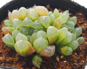 ^Iuc[TyWGvcznI`A@A@9cm|bg(1~3)ϗtA G  CeA 炵 nIVA haworthia T{e A