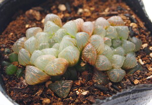 gJ[^yWGvcznI`A@A@9cm|bg(1~3)ϗtA G  CeA 炵 nIVA haworthia T{e A