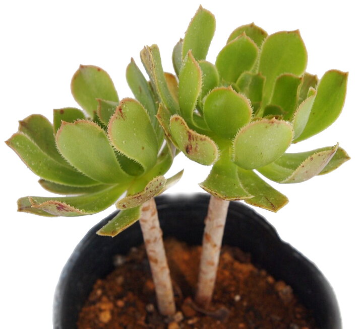 楽天市場 サンシモンカナリエンス アエオニウム属 多肉植物 9cmポット観葉植物 雑貨 おすすめ インテリア 暮らし 多肉植物 ポット ロゼット 多年草 Aeonium 多肉植物専門店 ビスタ 楽天市場 サンシモンカナリエンス アエオニウム属 多肉植物 9cmポット観葉植物 雑貨 おすすめ インテリア 暮らし 多肉植物 ポット ロゼット 多年草 Aeonium 多肉植物専門店 ビスタ