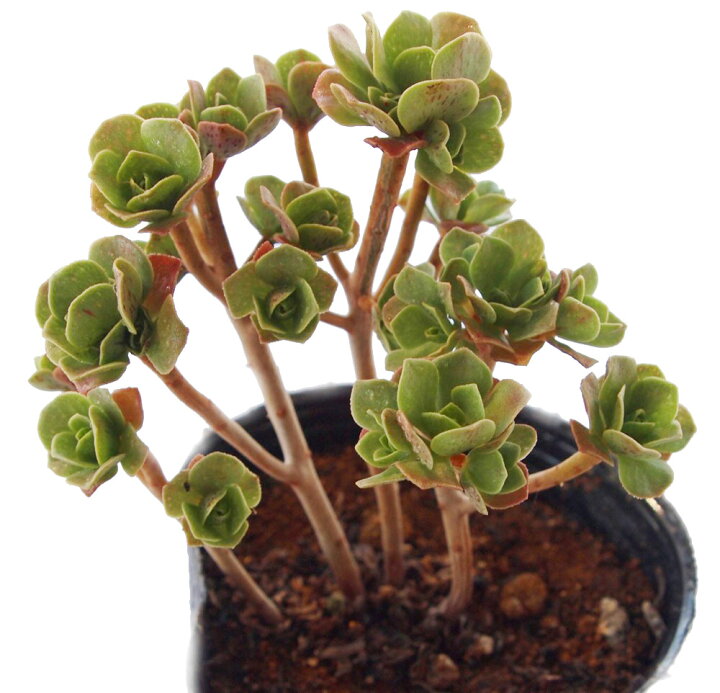 楽天市場】チョコチップ アエオニウム属 多肉植物 9cmポット観葉植物 