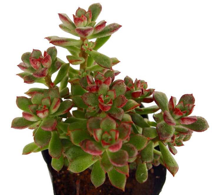 楽天市場 グスト エケベリア属 多肉植物 9cmポット観葉植物 雑貨 おすすめ インテリア 暮らし 室内 植物 育て方 サボテン 多肉 多肉植物専門店 ビスタ