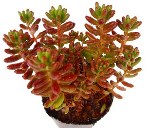 ̋ʁijWm^}jZ_@A@9cm|bgϗtA G  CeA 炵 A Aؔ rO A gt