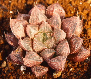 ~[{[yWGvcznI`A@A@9cm|bgϗtA G  CeA 炵 nIVA haworthia T{e A