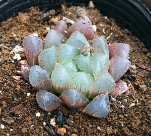 hh\yWGvcznI`A@A@9cm|bgϗtA G  CeA 炵 nIVA haworthia T{e A
