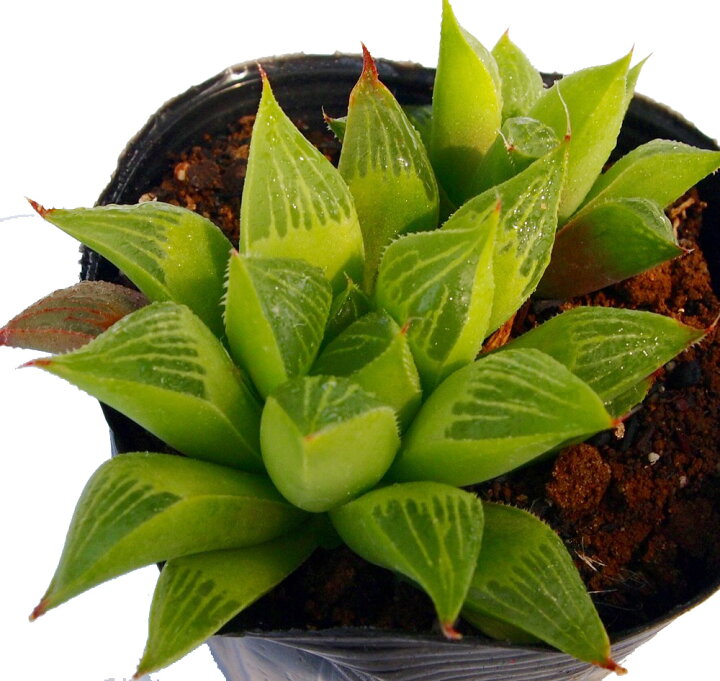 ついに再販開始 多肉植物 ハオルチア レツーサ Www Anavara Com