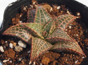 ؁iEjnI`A@A@9cm|bgϗtA G  CeA 炵 nIVA haworthia T{e A