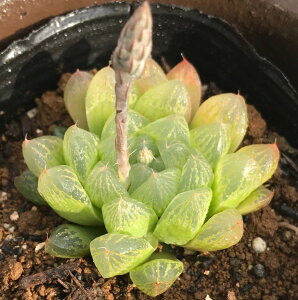 Iuc[TiqJIuc[TjyWGvcznI`A@A@9cm|bgϗtA G  CeA 炵 nIVA haworthia T{e A