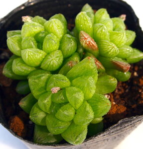 EreBRyWGvcznI`A@A@9cm|bg(1~3)ϗtA G  CeA 炵 nIVA haworthia T{e A
