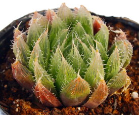 ボルシー【ジュエルプランツ】ハオルチア属　多肉植物　9cmポット観葉植物 雑貨 おすすめ インテリア 暮らし ハオルシア haworthia サボテン 植物