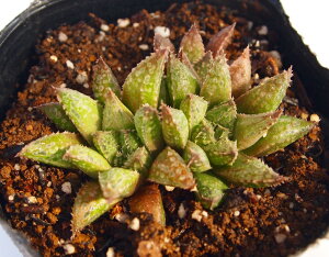 ハオルチアの人気商品 通販 価格比較 価格 Com