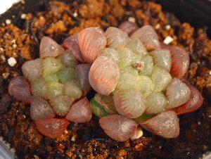Iuc[TiAtJ[ijyWGvcznI`A@A@9cm|bg(1~3)ϗtA G  CeA 炵 nIVA haworthia T{e A