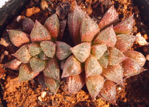 VK[vyWGvcznI`A@A@9cm|bg(1~3)ϗtA G  CeA 炵 nIVA haworthia T{e A
