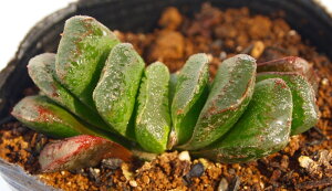 ÌہiZCRjyWGvcznI`A@A@9cm|bgϗtA G  CeA 炵 nIVA haworthia T{e A