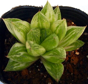 󑐋сi^JNTjVLjyWGvcznI`A@A@9cm|bgϗtA G  CeA 炵 nIVA haworthia T{e A