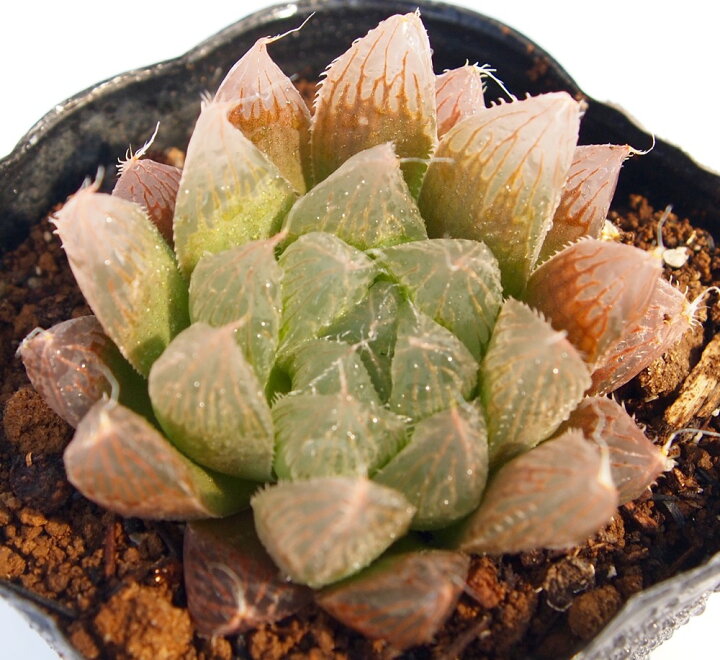 楽天市場 オブツーサ Usa特選 ジュエルプランツ ハオルチア属 多肉植物 9cmポット観葉植物 雑貨 おすすめ インテリア 暮らし ハオルシア Haworthia サボテン 植物 多肉植物専門店 ビスタ