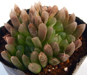 観葉植物 サボテン ハオルチアの人気商品 通販 価格比較 価格 Com 観葉植物 サボテン ハオルチアの人気商品 通販 価格比較 価格 Com