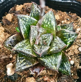 楽天市場 ハオルチア 万象 種類 植物 サボテン の通販