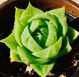 見返り美人（ミカエリビジン）【ジュエルプランツ】9cmポット観葉植物 雑貨 おすすめ インテリア 暮らし ハオルシア haworthia サボテン 植物
