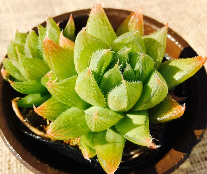 楽天市場 グラキリス ジュエルプランツ ハオルチア属 多肉植物 9cmポット 1 3頭 観葉植物 雑貨 おすすめ インテリア 暮らし ハオルシア Haworthia サボテン 植物 多肉植物専門店 ビスタ